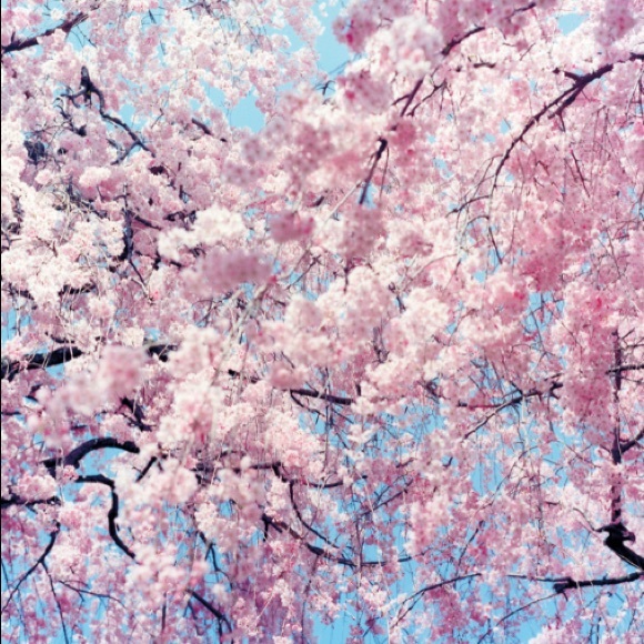 Meet your Posher, Ava - Picture 1 of 1